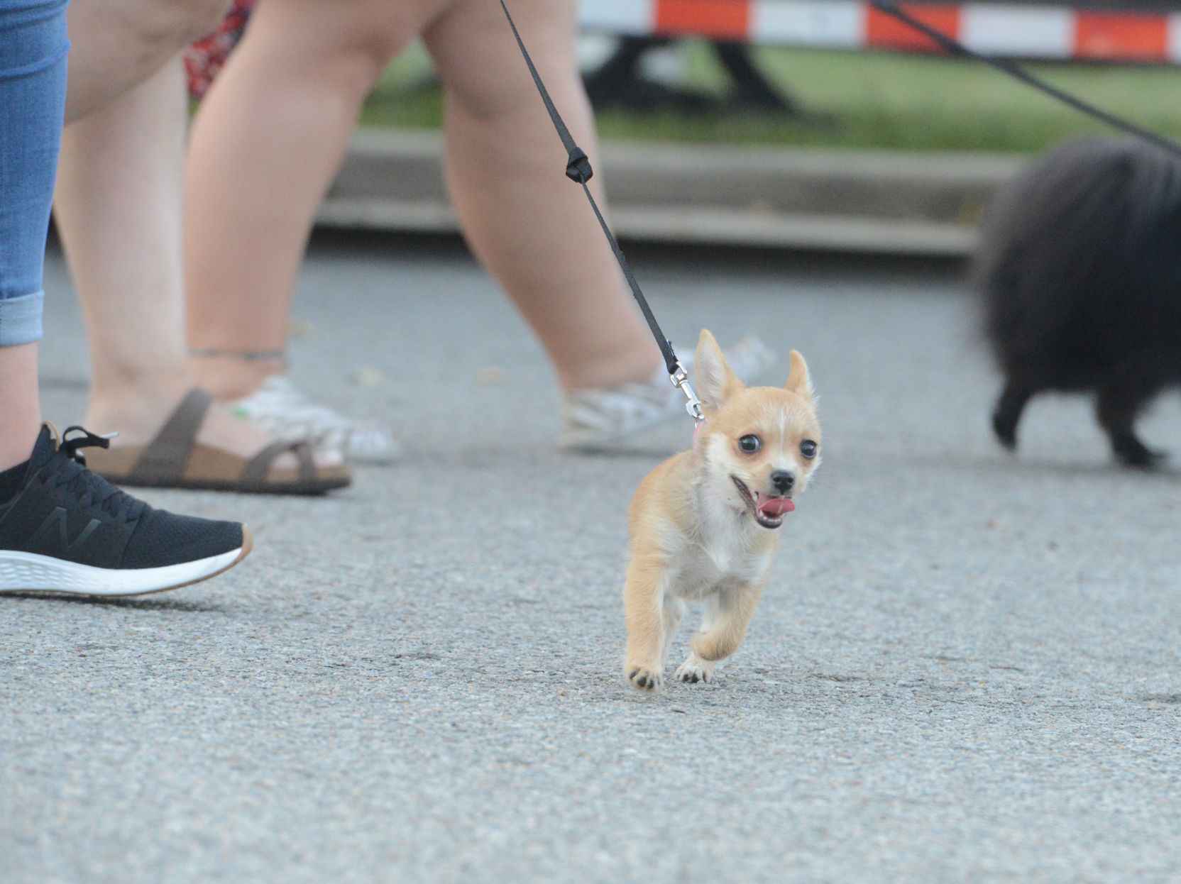 Barktober in Danville